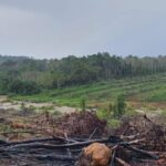 Tampak lokasi yang menjadi perambahan hutan di kawasan Sungai Sembulan Desa Penagan Kecamatan Mendobarat, Bangka. foto Gakkum KLHK RI.